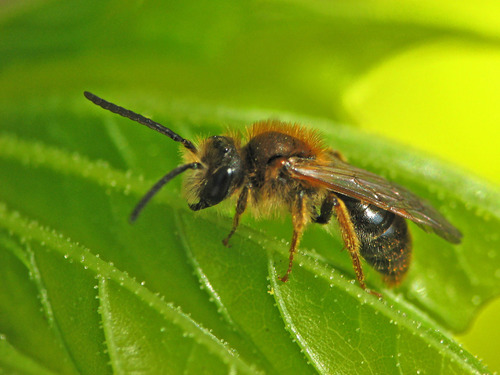 Early Mining Bee