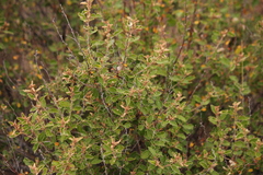 Pomaderris paniculosa