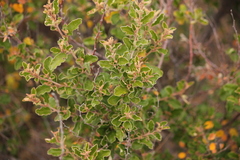 Pomaderris paniculosa