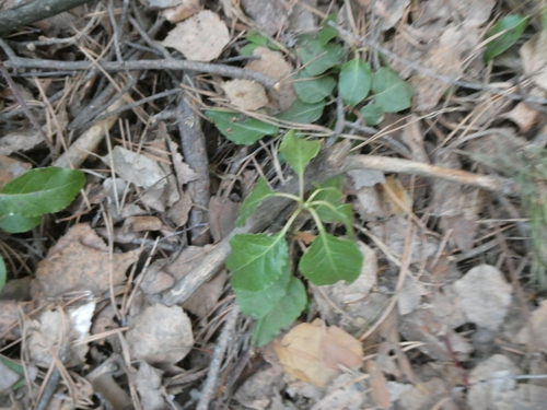 Orthilia secunda iNat (3)
