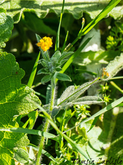 Medicago radiata
