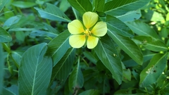Ludwigia taiwanensis