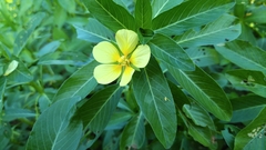Ludwigia taiwanensis