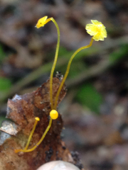 Mycena oregonensis