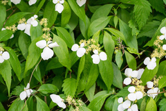 Hydrangea scandens, photograph (c) WATANABE Hitoshi 渡辺仁, some rights reserved (CC BY)