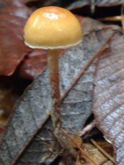 Hypholoma marginatum
