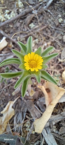Golden-star