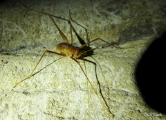 Hadenoecus subterraneus