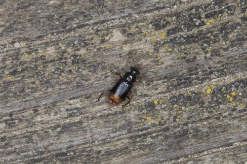 Moccas Beetle