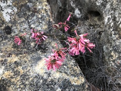 Epacris reclinata