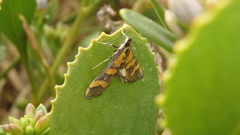 Metallarcha diplochrysa