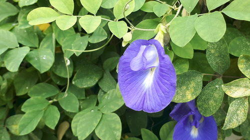 Clitoria ternatea