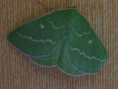 Geometra papilionaria