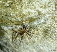 Hadenoecus subterraneus