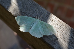 Geometra papilionaria