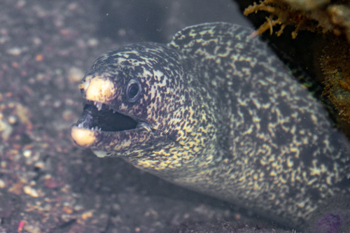 Highfin moray (Gymnothorax pseudothyrsoideus) — Muraenidae — 4