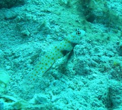 Amblyeleotris guttata