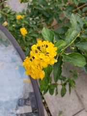 Lantana