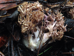 Ramaria violaceibrunnea