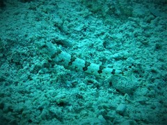 Synodus rubromarmoratus