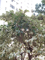 Ficus benjamina
