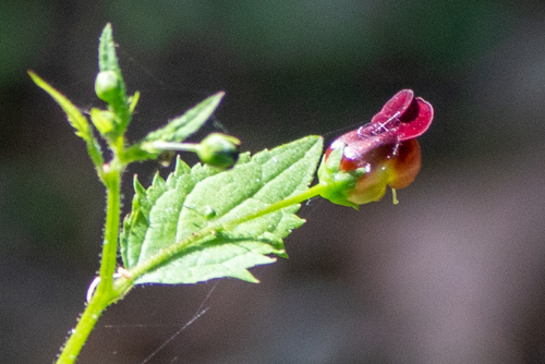 Scrophularia musashiensis iNat (1)