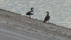 Alopochen aegyptiaca