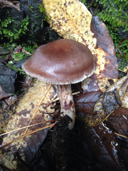 Cortinarius cisqhale