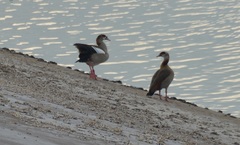 Alopochen aegyptiaca