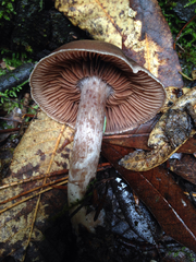 Cortinarius cisqhale