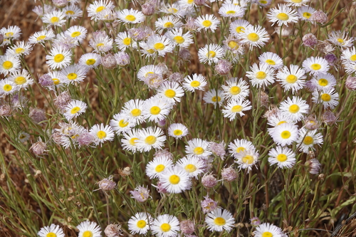 Image of Erigeron multiceps by (c) nmoorhatch, some rights reserved (CC BY)