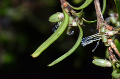 Coprosma colensoi