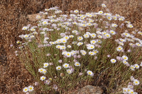 kern river daisy (Erigeron multiceps)