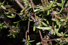 Coprosma colensoi