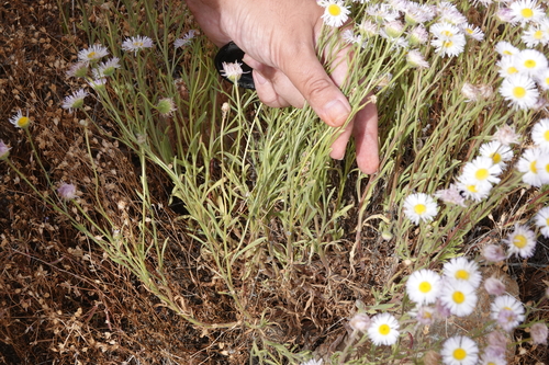 Image of Erigeron multiceps by (c) nmoorhatch, some rights reserved (CC BY)