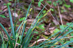 Carex morrowii, photograph (c) WATANABE Hitoshi 渡辺仁, some rights reserved (CC BY)