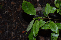 Coprosma tenuifolia