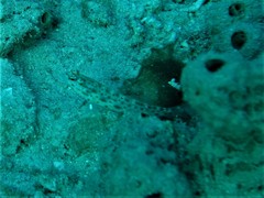 Ctenogobiops pomastictus