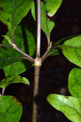 Coprosma tenuifolia