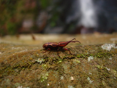 Brentidae