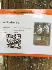 Neobalanocarpus heimii