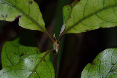 Coprosma tenuifolia