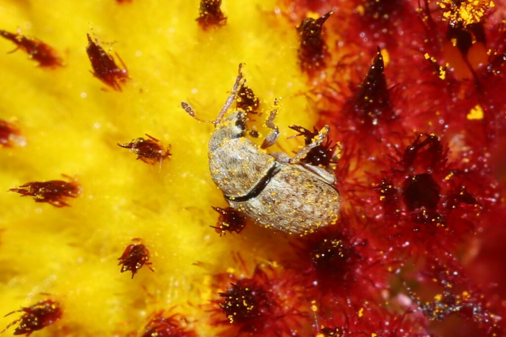 Indian Blanket Fungus Weevil