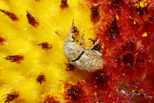 Indian Blanket Fungus Weevil