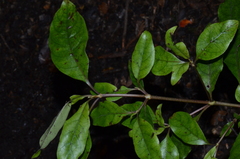 Coprosma tenuifolia