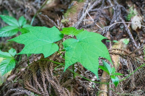 Alangium platanifolium, photograph 3