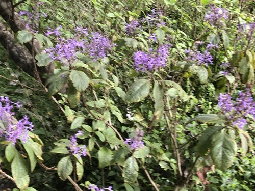 Plectranthus ecklonii