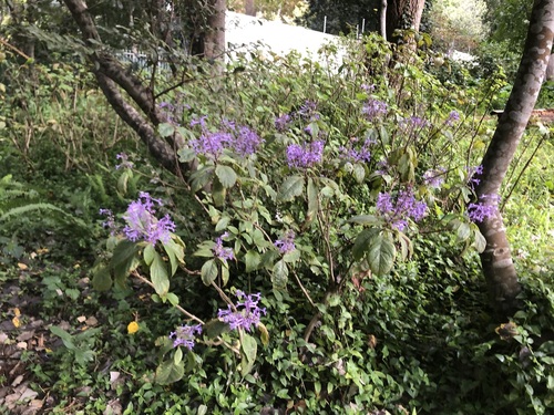 Plectranthus ecklonii