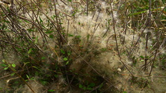 Clematis quadribracteolata