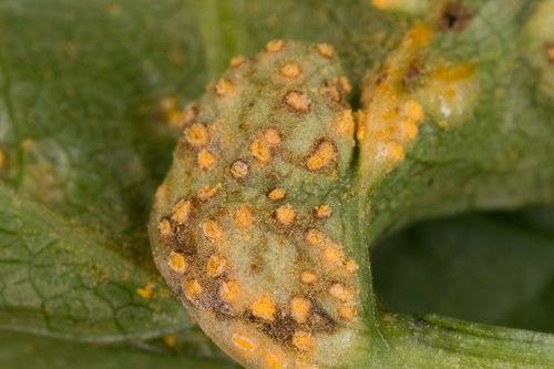Alexanders Rust